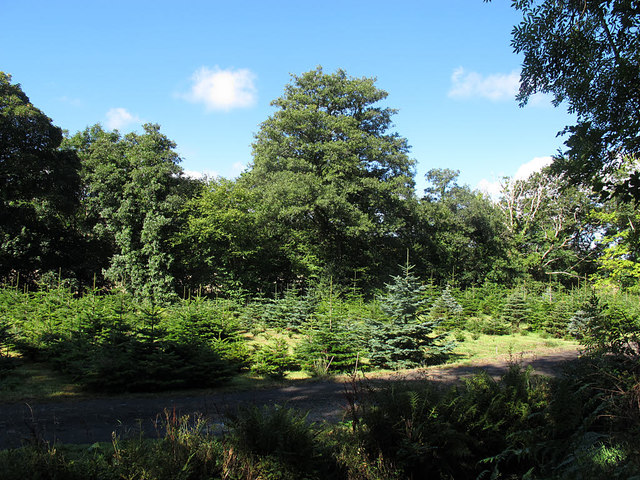 Saplings grow in clearing in front of grown trees
